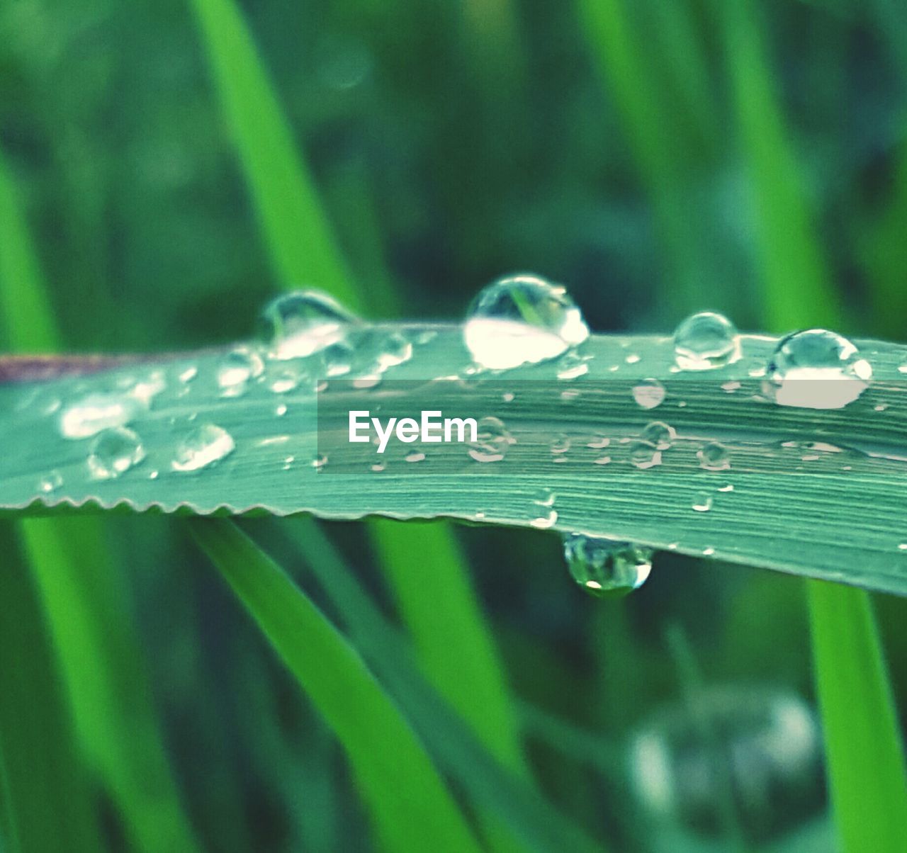 CLOSE-UP OF WATER DROPS ON PLANT