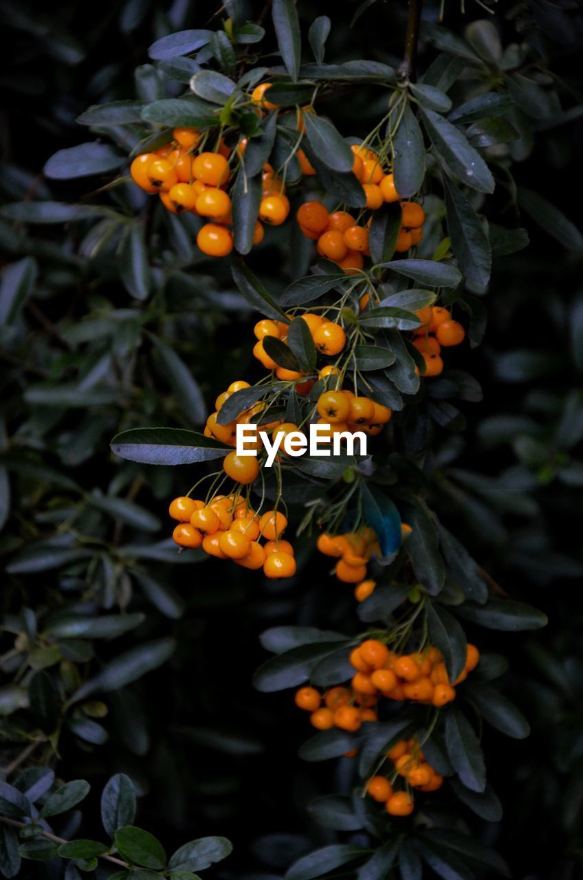 CLOSE-UP OF FRUITS AND TREE