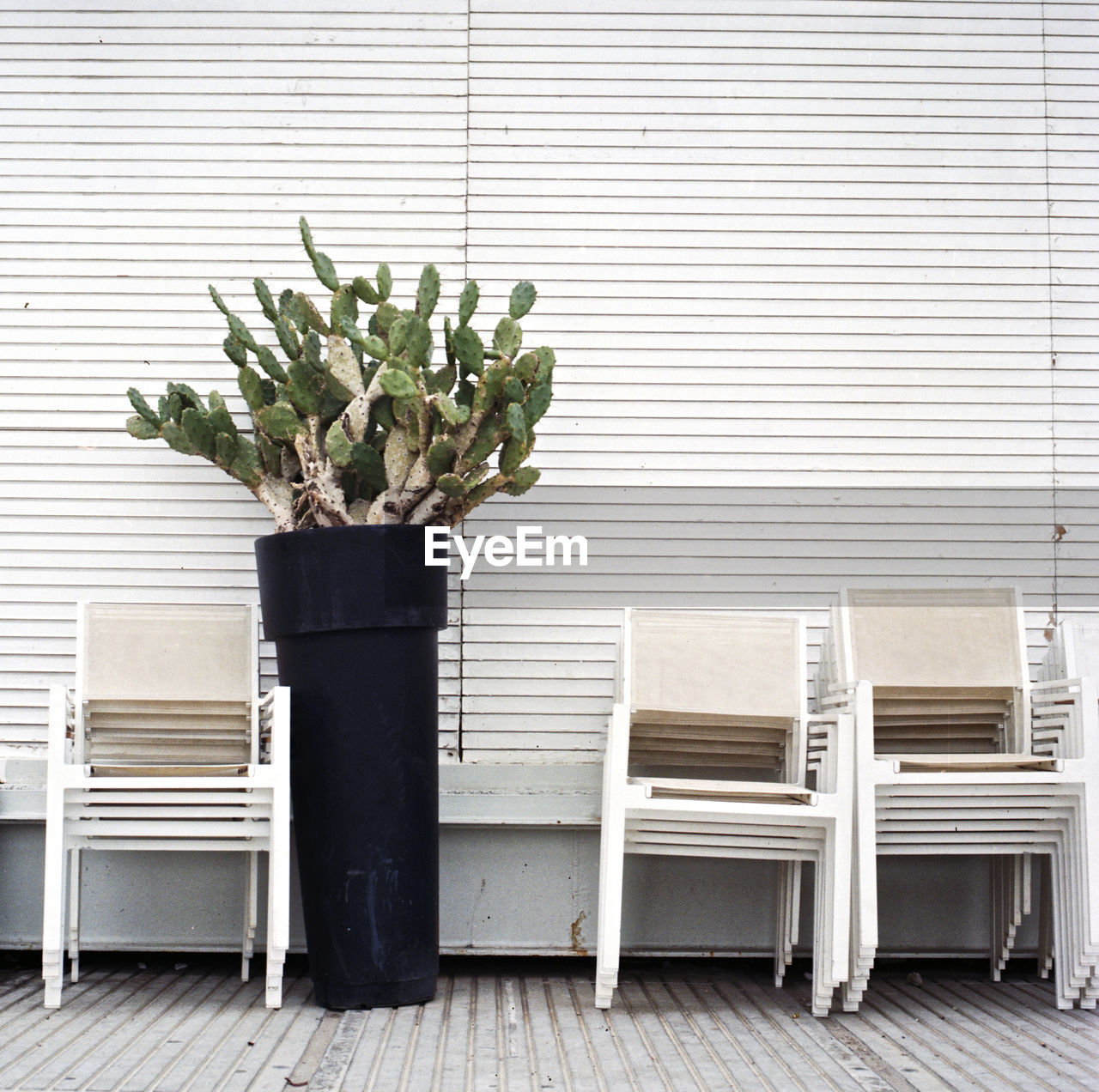 Potted cactus by chairs against wall