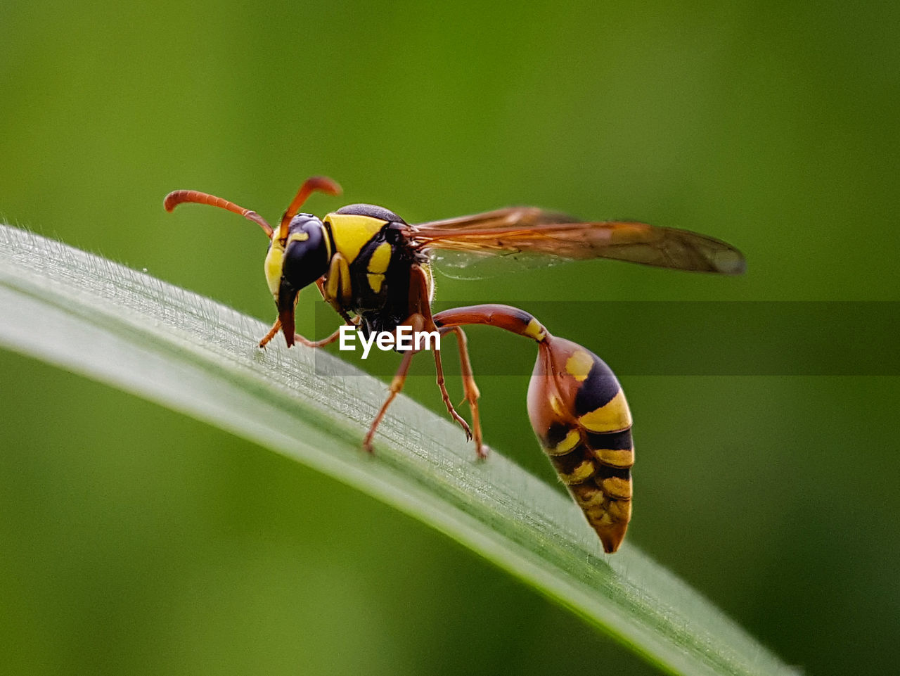 CLOSE-UP OF INSECT