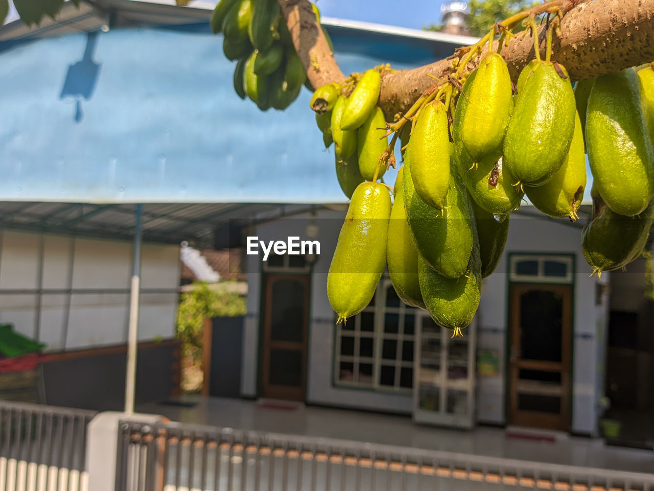 yellow, food and drink, food, fruit, healthy eating, hanging, flower, nature, architecture, building exterior, plant, tree, freshness, built structure, day, sky, wellbeing, outdoors, no people, green, building, produce, focus on foreground, growth