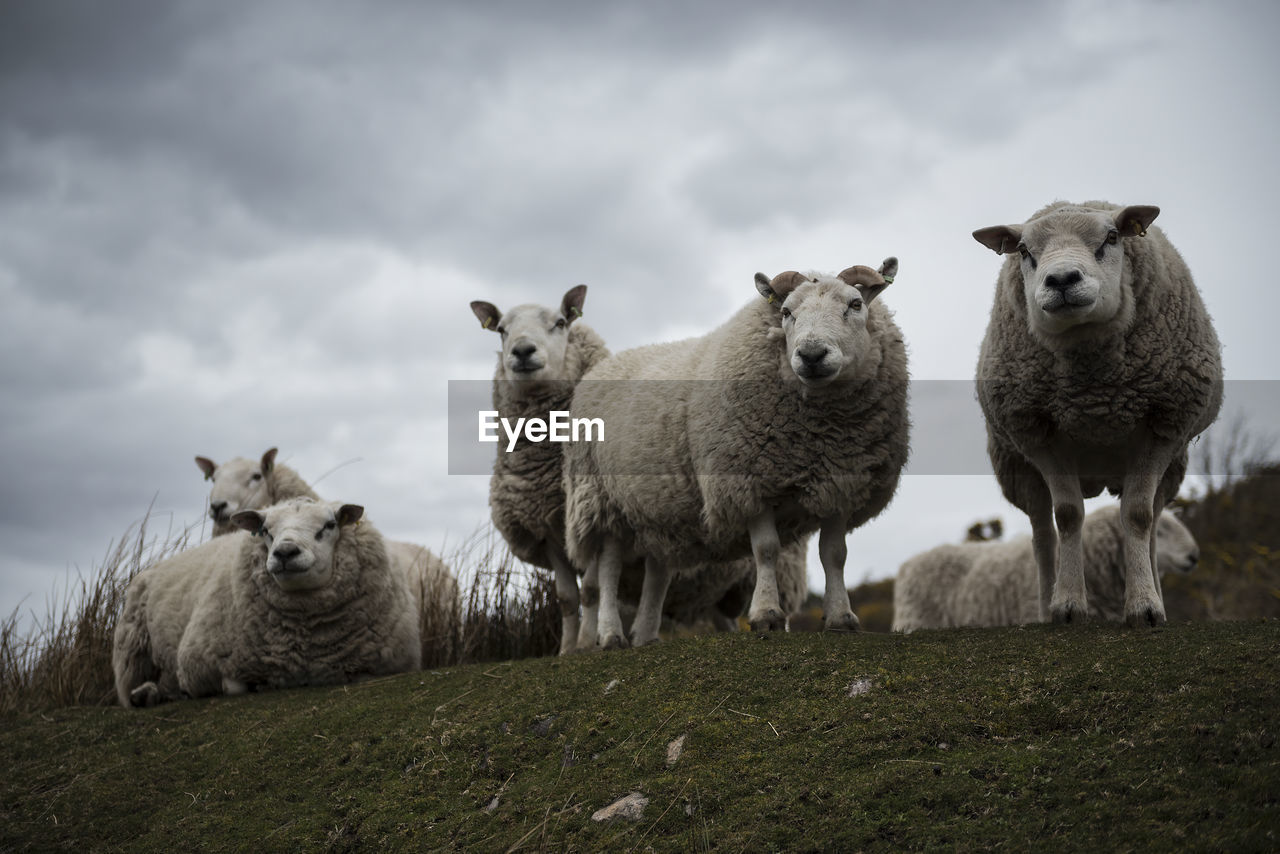  flock of sheep against clear sky