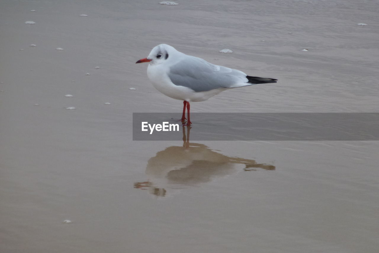 SEAGULL IN WATER