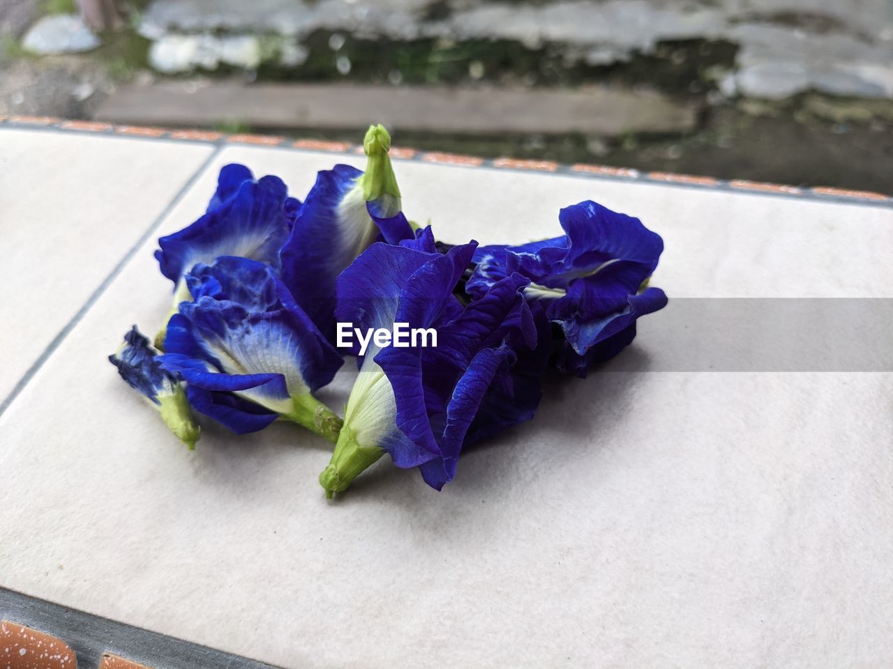 CLOSE-UP OF PURPLE ROSES ON BLUE TABLE
