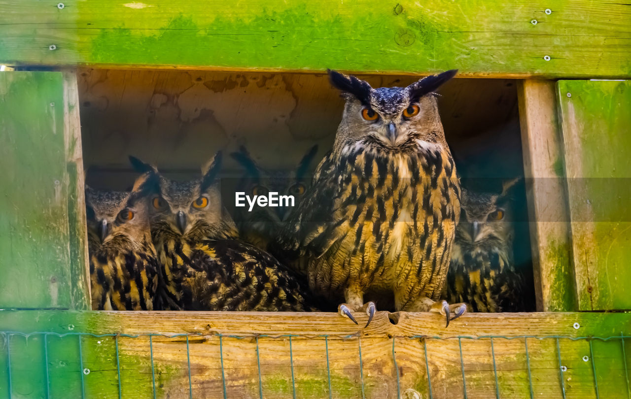 PORTRAIT OF BIRDS ON A ZOO