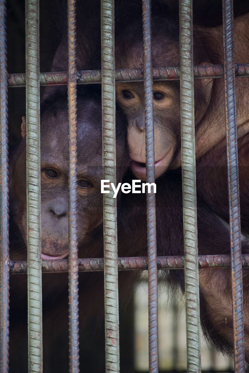 Close-up of monkeys in cage at zoo