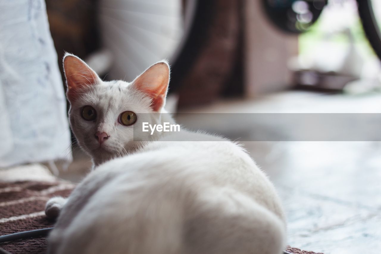 Close-up portrait of white cat