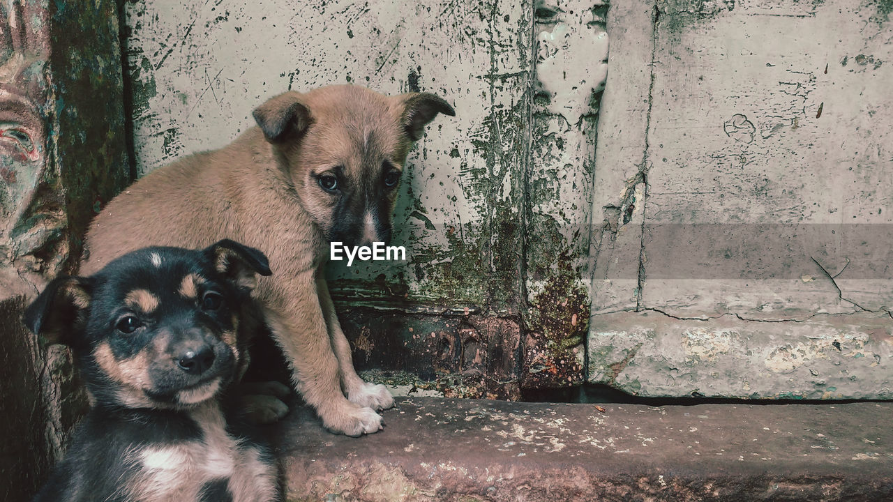 Portrait of puppies sitting against door