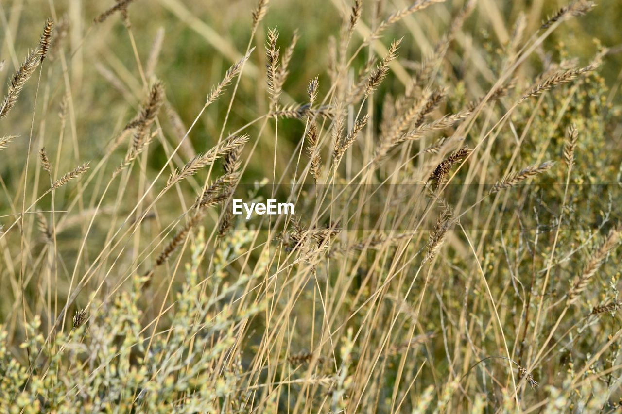 CLOSE-UP OF STALKS ON FIELD