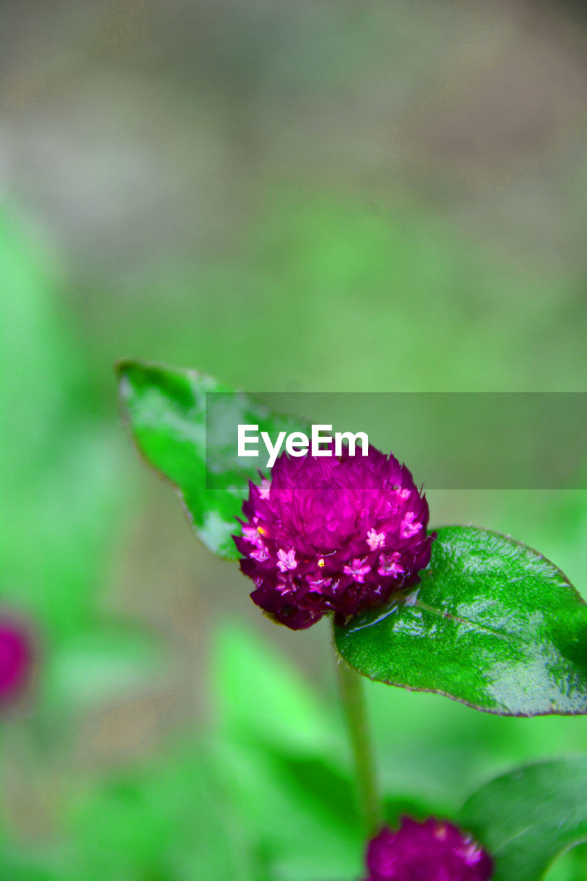 CLOSE-UP OF PURPLE FLOWER OUTDOORS