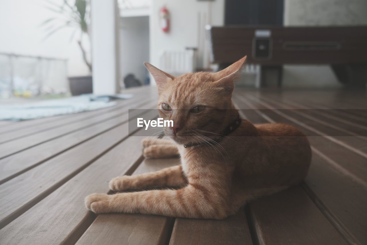 PORTRAIT OF GINGER CAT SITTING ON SEAT