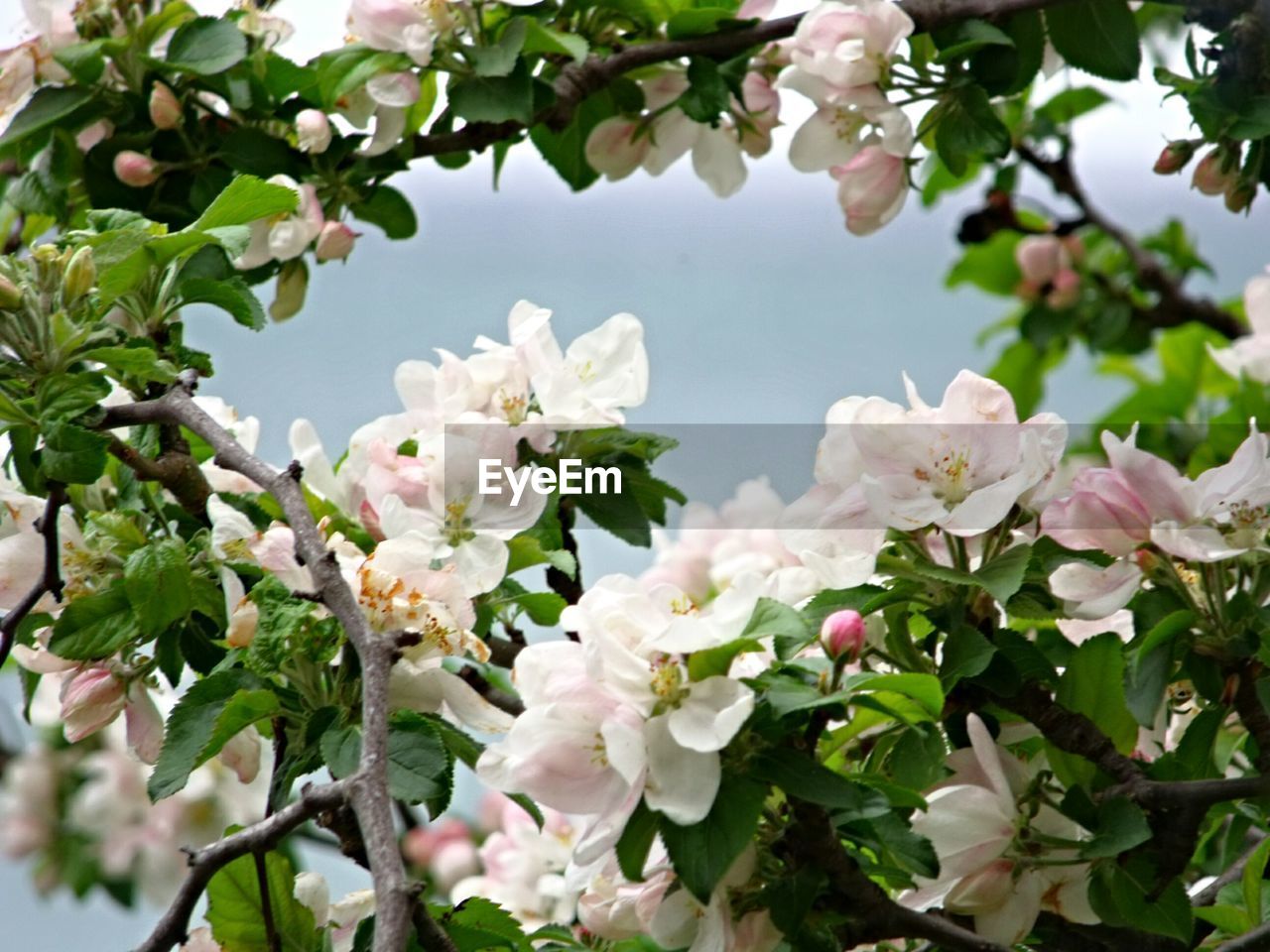 Close-up of pink flowers blooming on tree