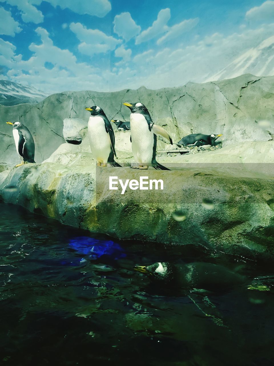 VIEW OF BIRDS ON ROCK