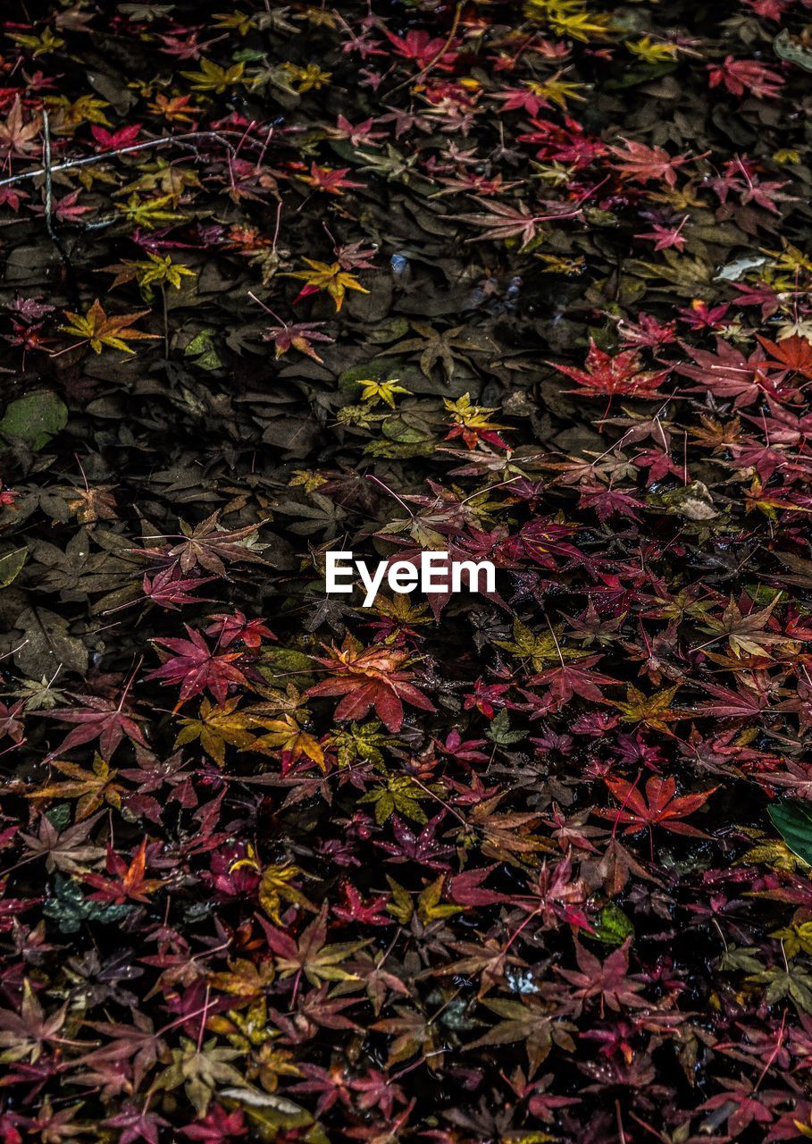 Full frame shot of maple leaves floating on lake during autumn