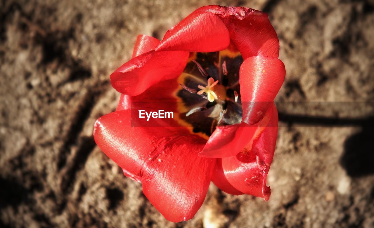 Close-up of red poppy blooming outdoors