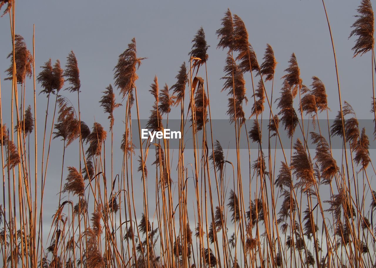 plant, growth, field, nature, sky, beauty in nature, crop, land, no people, wheat, agriculture, tranquility, cereal plant, grass, day, landscape, food, outdoors, rural scene, scenics - nature, low angle view, close-up, prairie, clear sky, sunlight, tranquil scene, environment