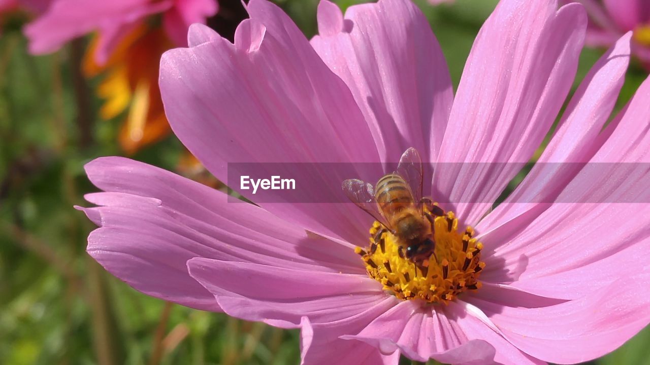 Close-up of honey bee pollinating on purple flower