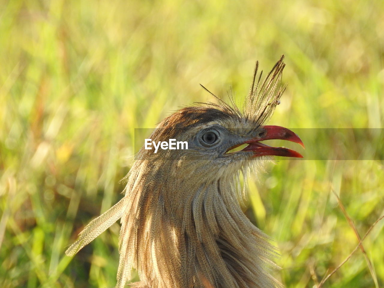 Close-up of a bird looking away