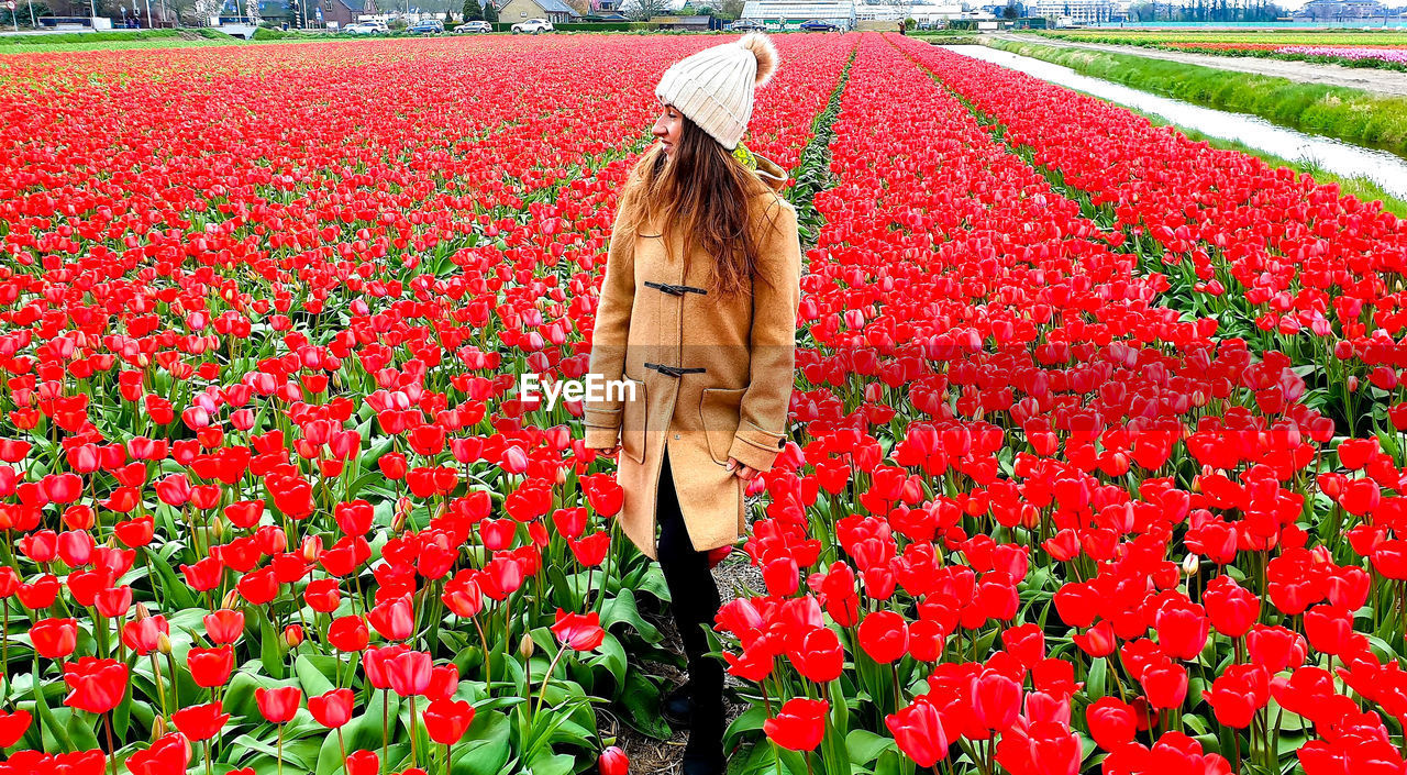 CLOSE-UP OF RED TULIPS ON FIELD