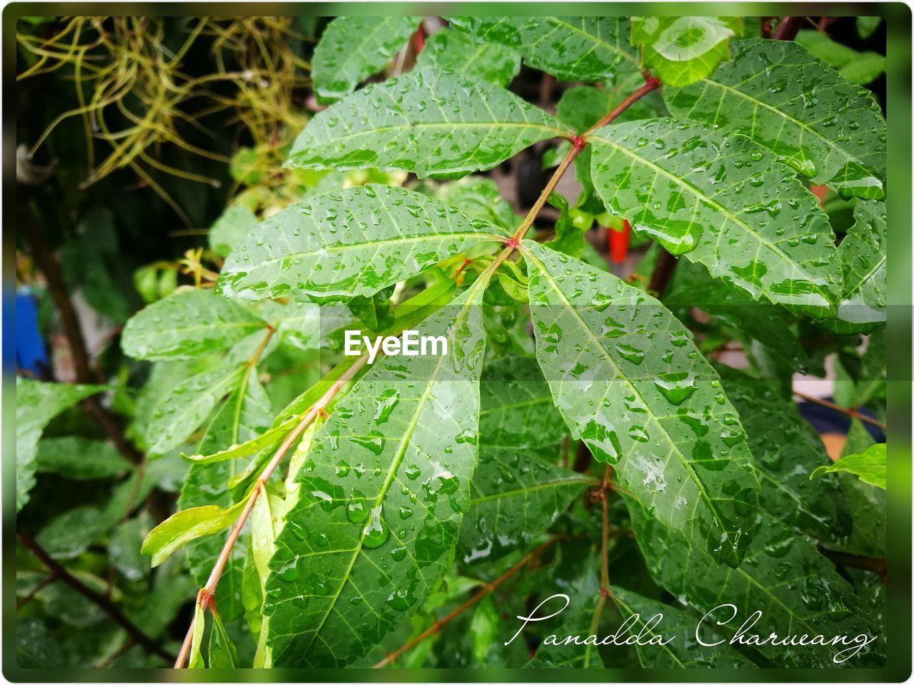 CLOSE-UP OF WATER DROPS ON LEAVES