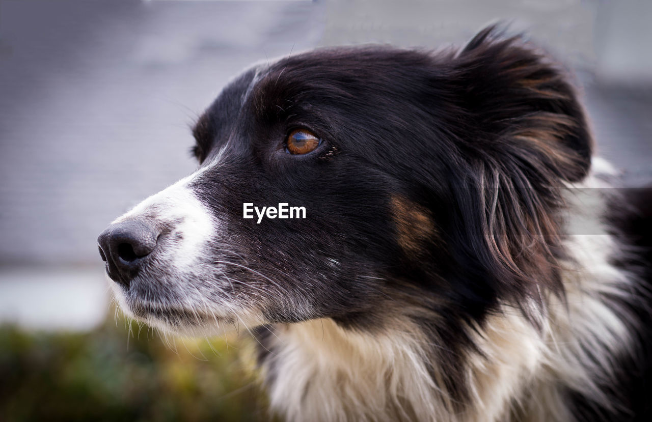 Close-up of border collie looking away