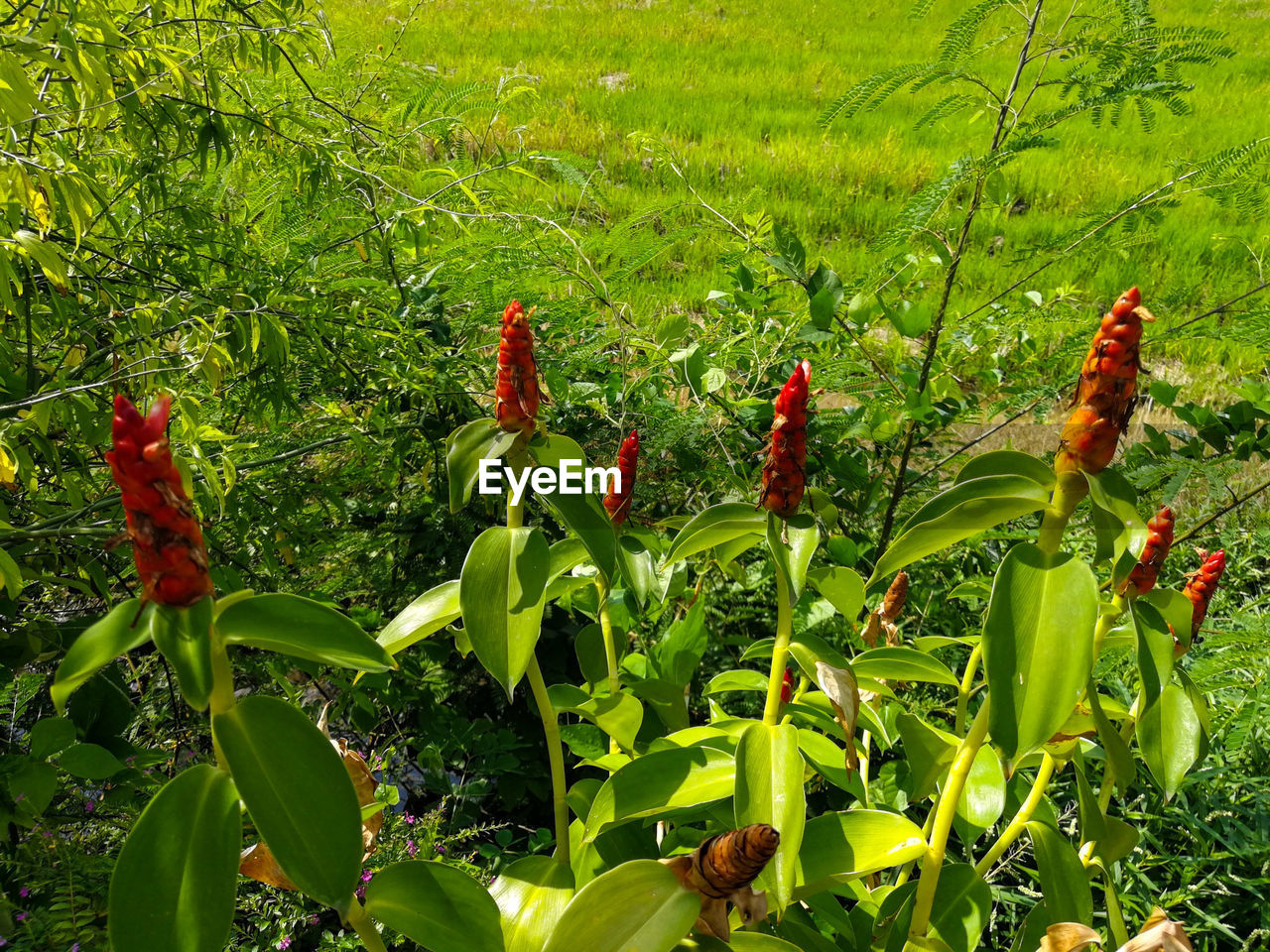 CLOSE-UP OF FLOWERING PLANT ON FIELD