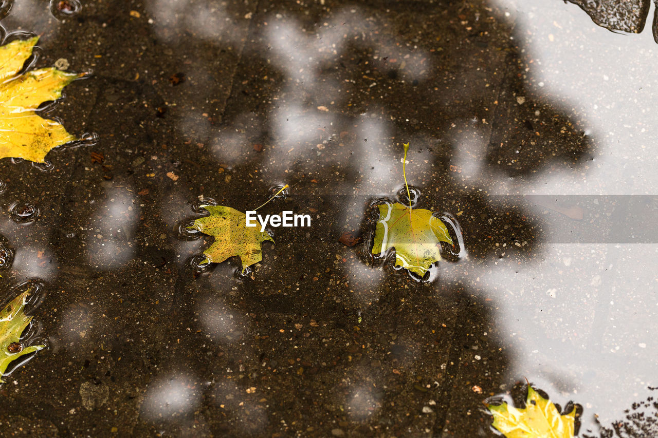 High angle view of fallen autumn leaves in puddle on footpath