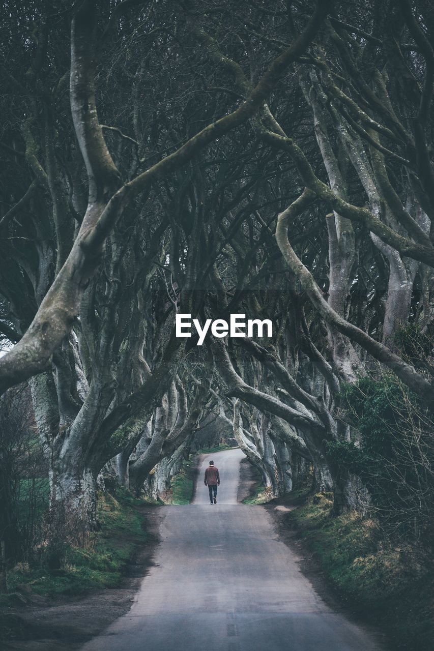 Distant view of man walking on road amidst trees in forest