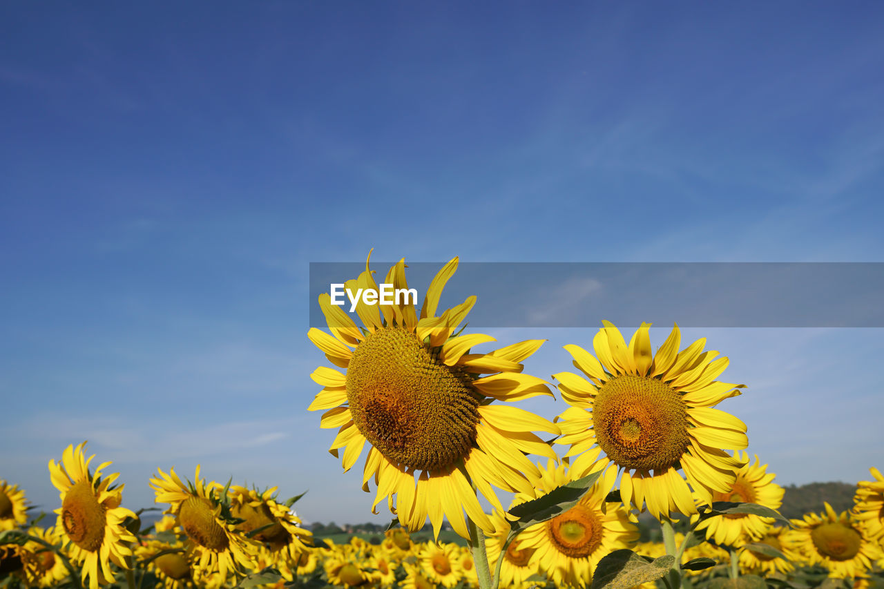 Close-up of yellow sunflower on field against sky