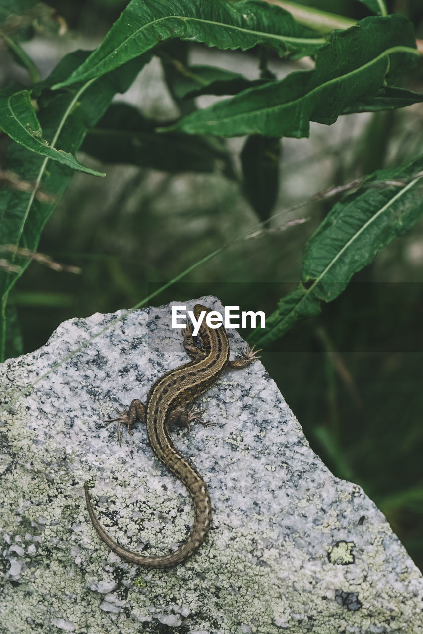 CLOSE-UP OF LIZARD