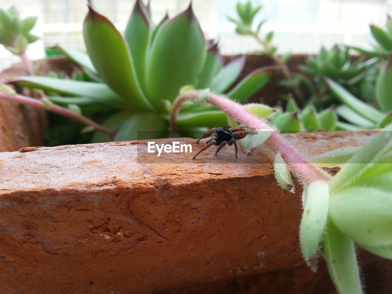 INSECT ON PLANT