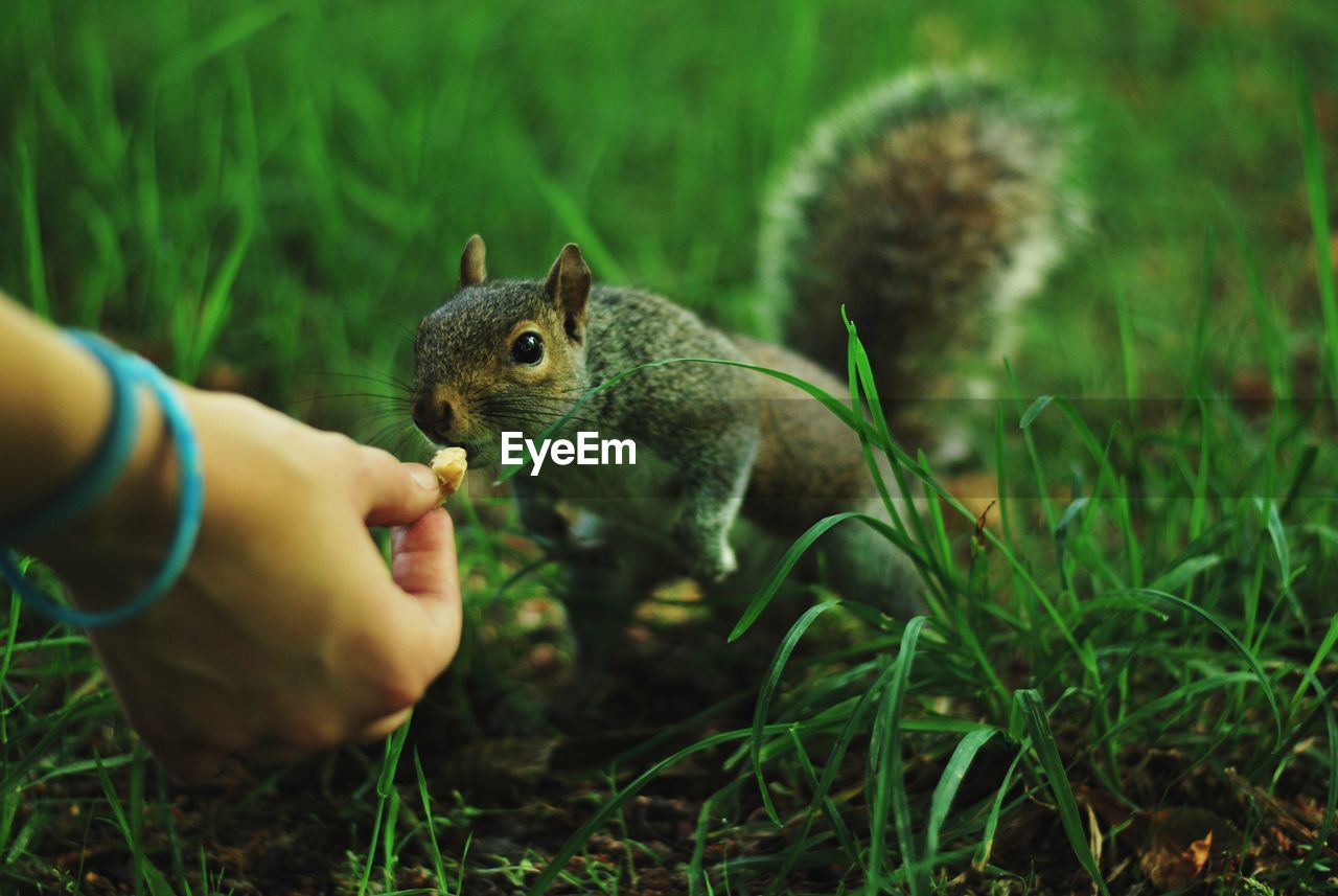 Close-up of hand feeding squirrel