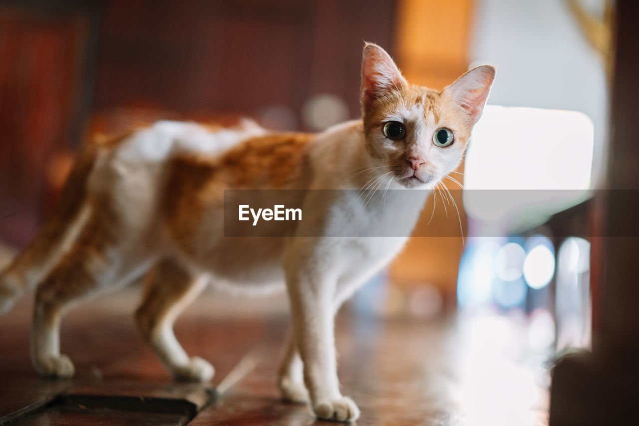 Close-up of cute cat looking away