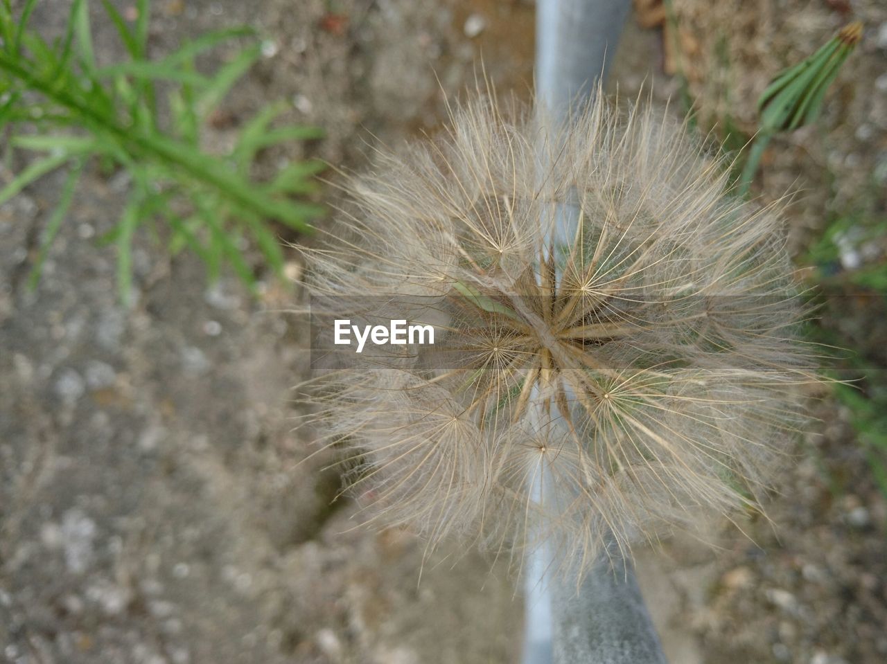 Close-up of dandelion flower