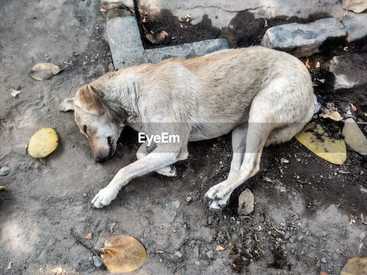 Stray dog sleeping on street