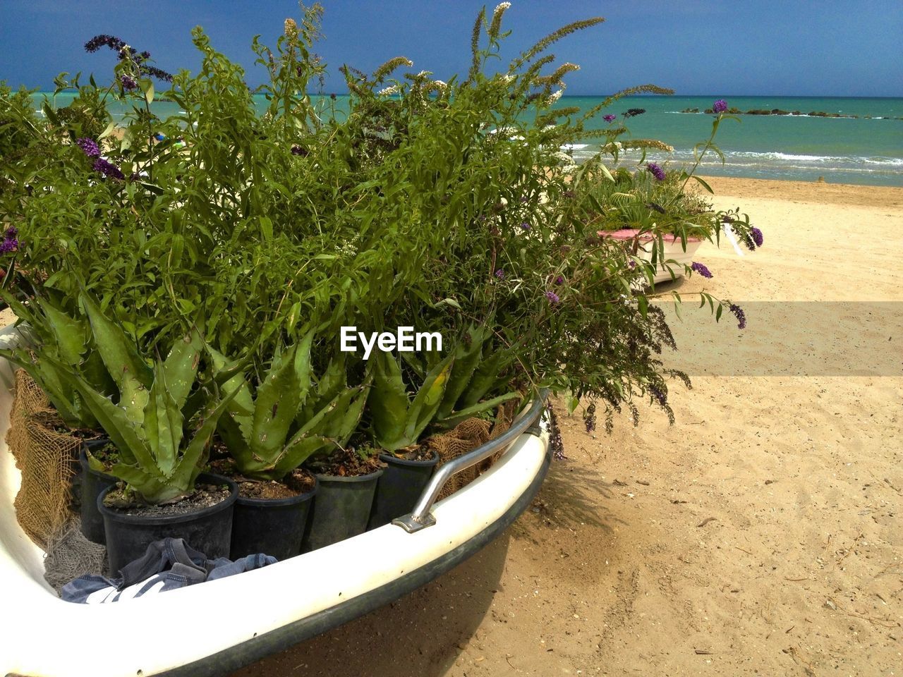 Potted plants in abandoned boat on sand at beach