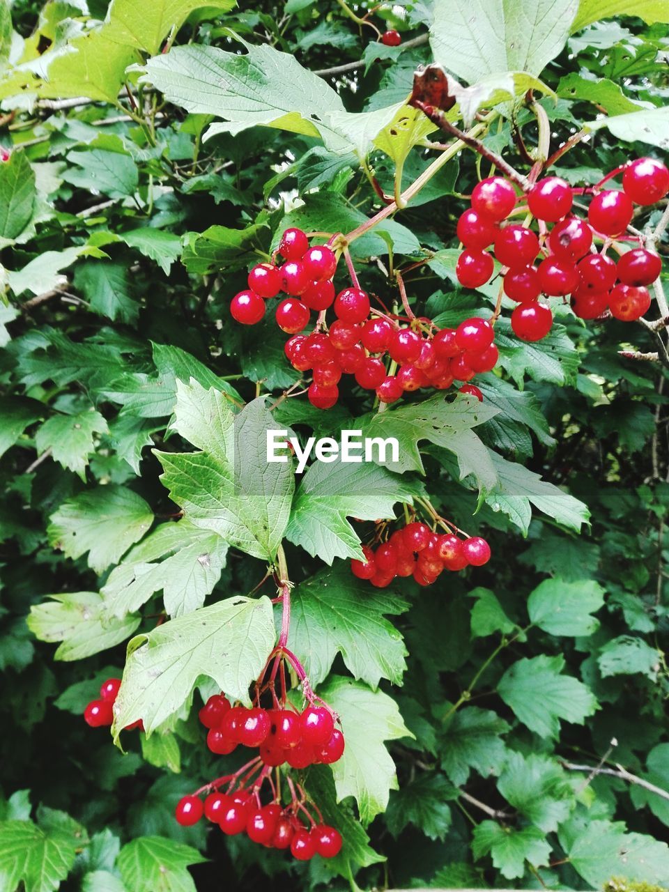 CLOSE-UP OF BERRIES GROWING ON TREE