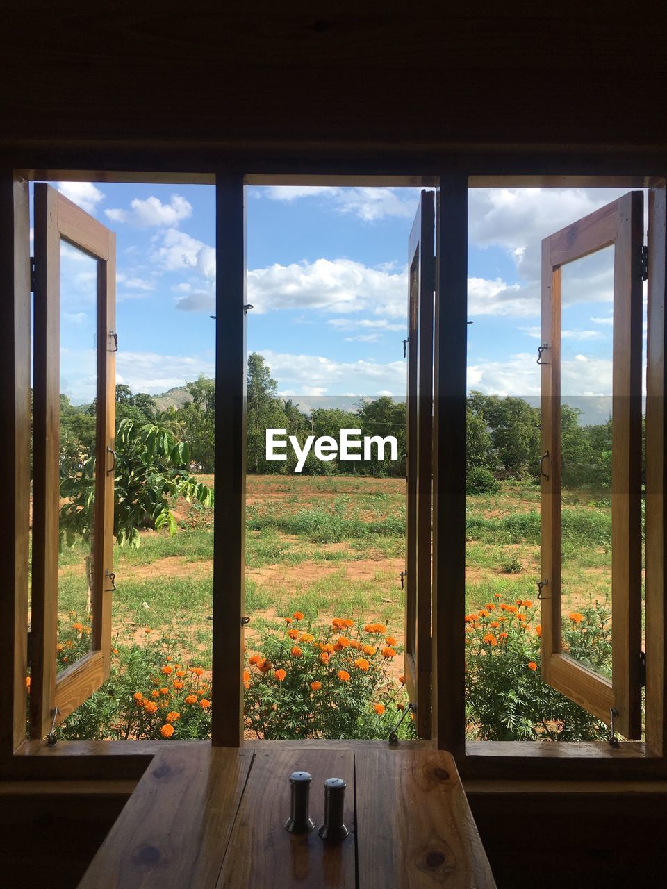 VIEW OF TREES SEEN THROUGH WINDOW