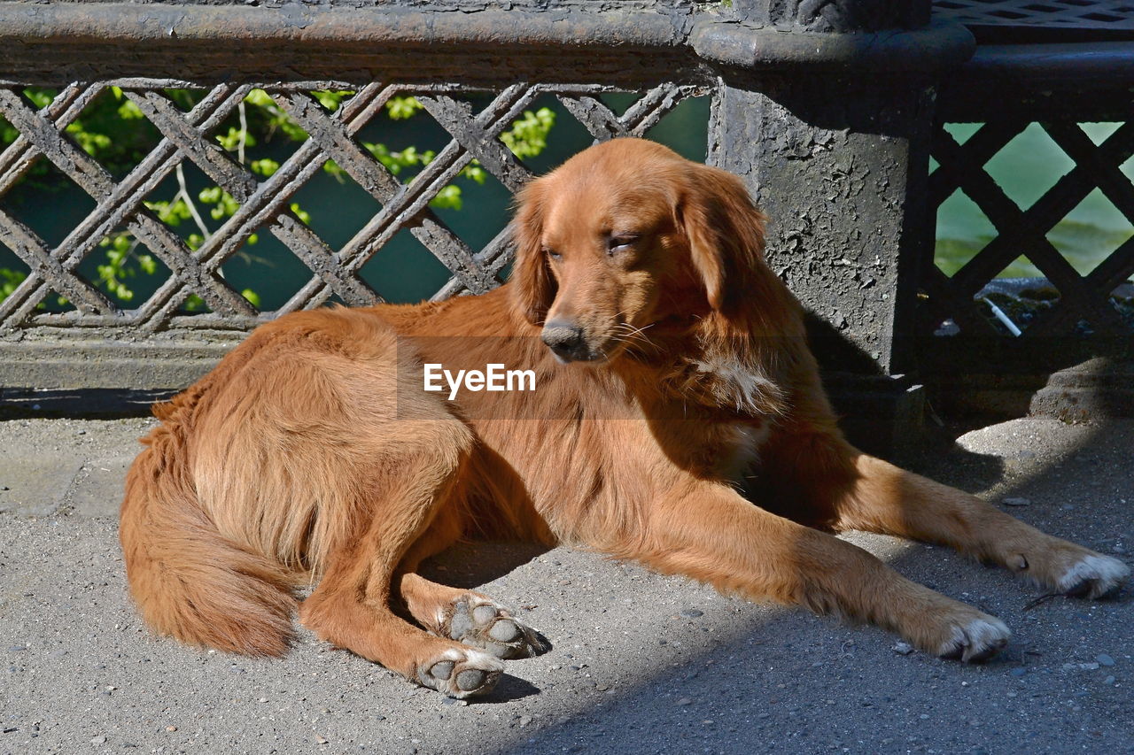 View of a dog resting