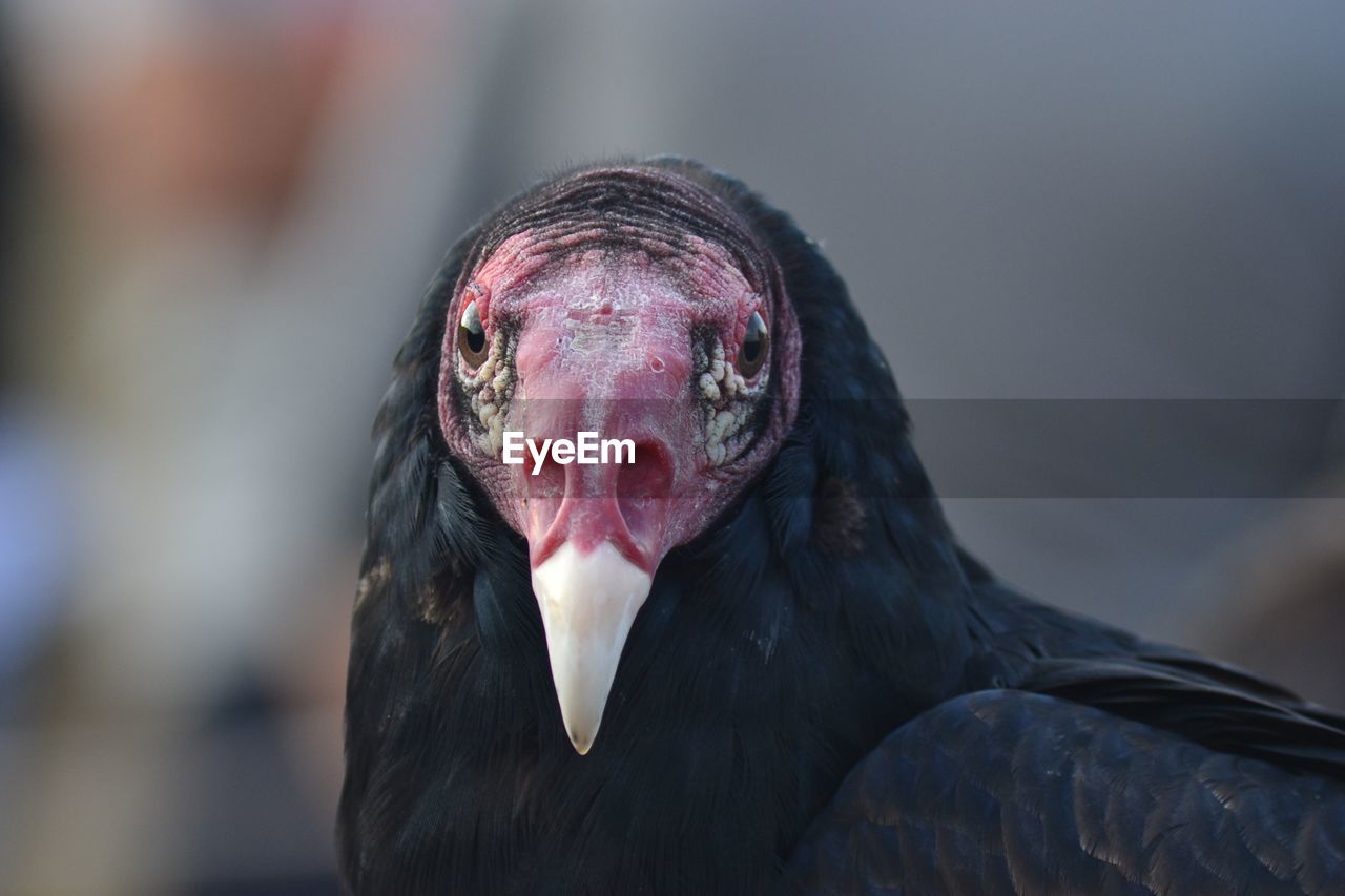 Close-up portrait of turkey