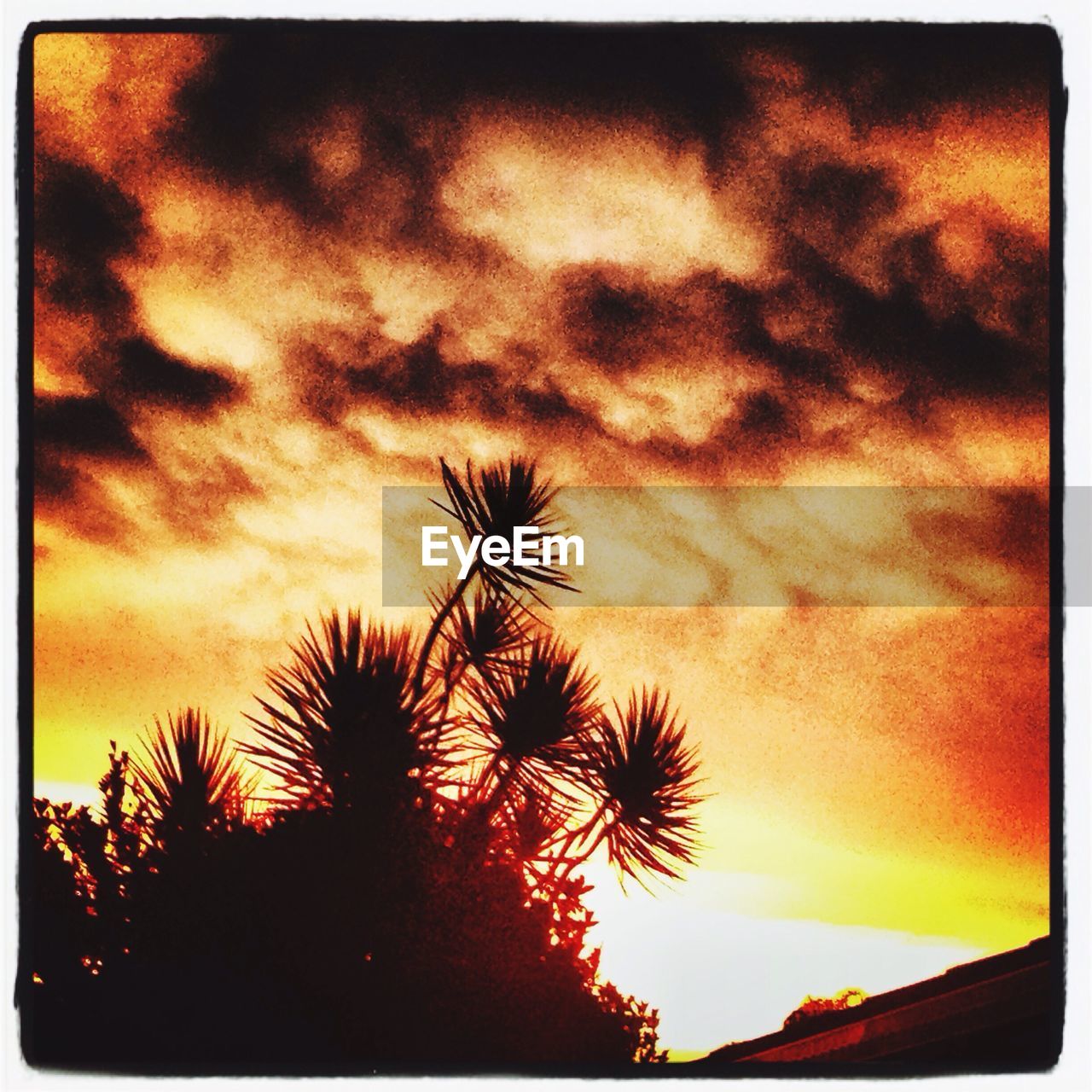 SILHOUETTE OF PALM TREES AT SUNSET