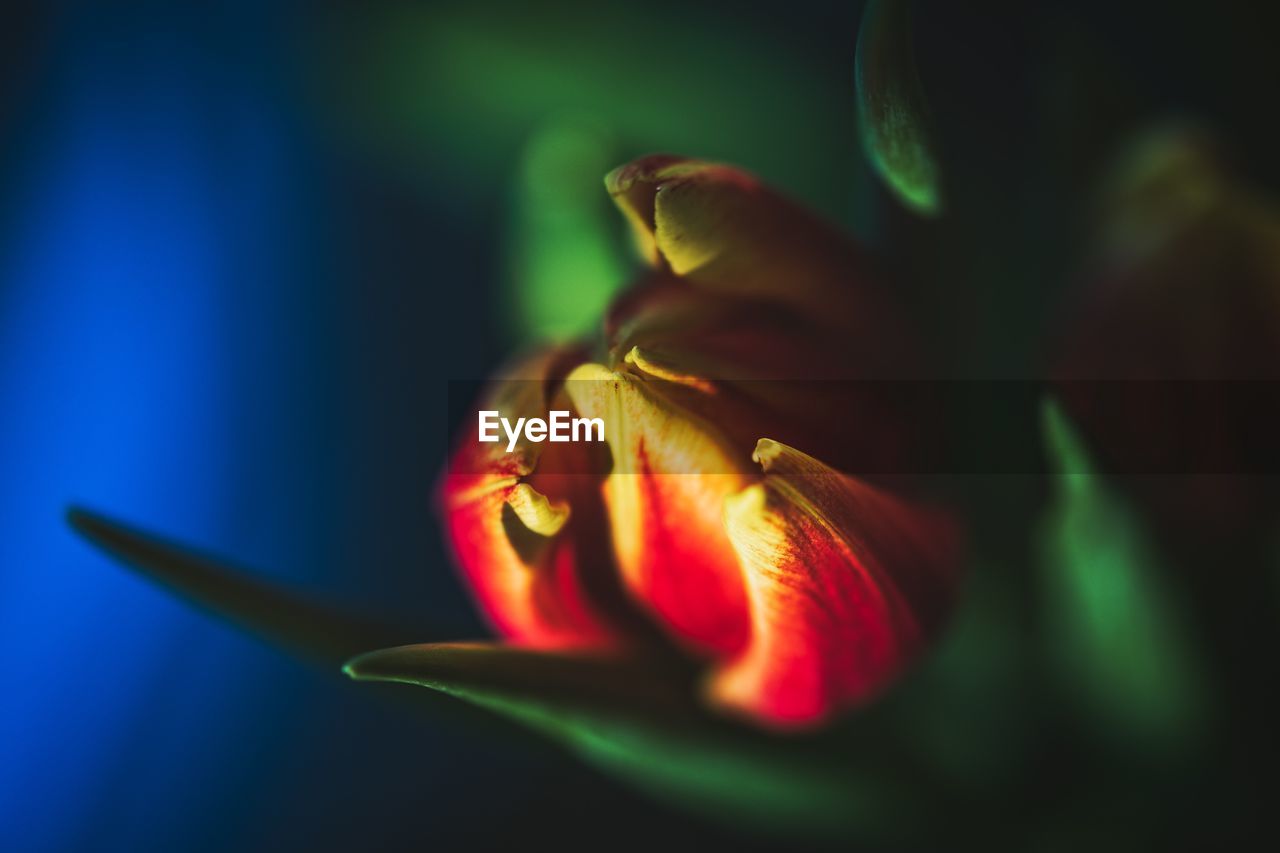 Close-up of red flower