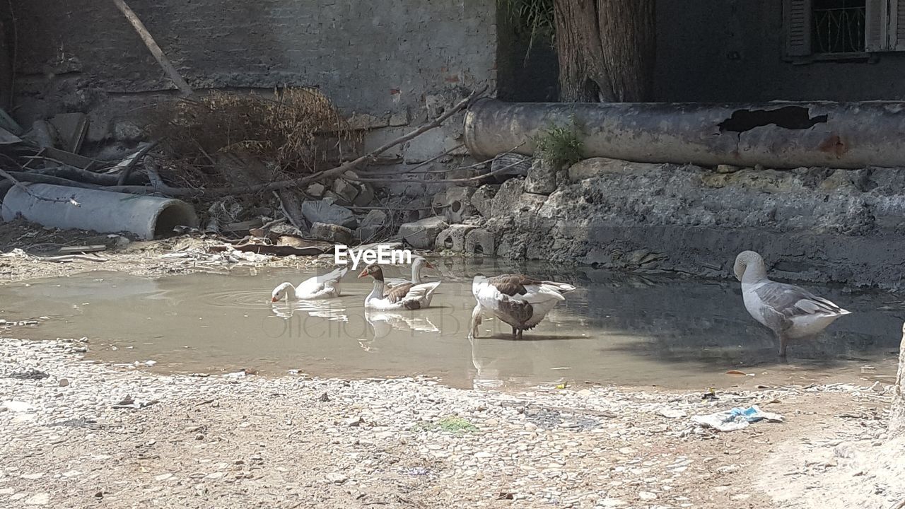 BIRDS IN WATER AT SHORE