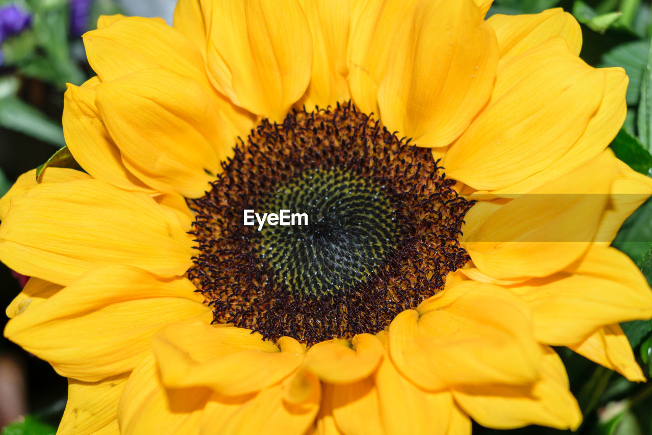 CLOSE-UP OF YELLOW SUNFLOWER BLOOMING OUTDOORS