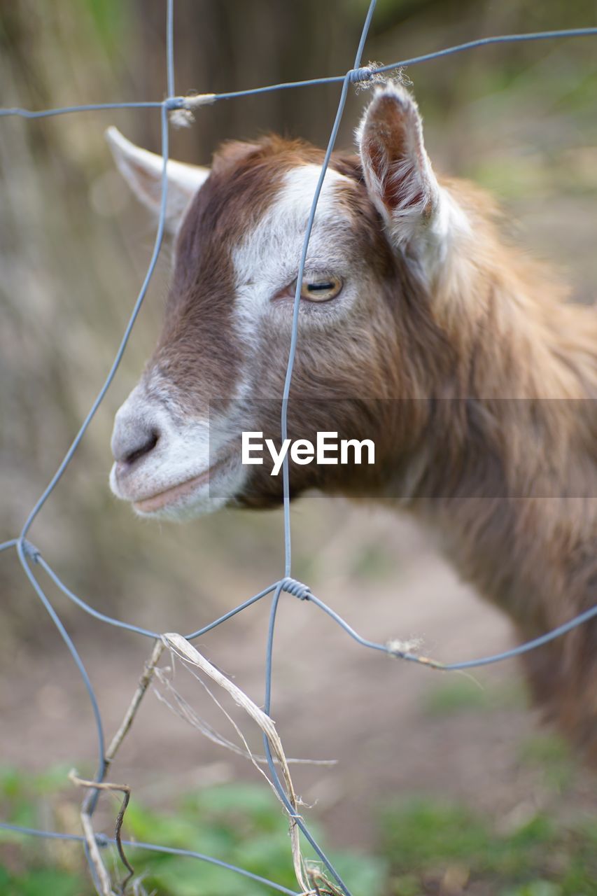 Close-up of a goat