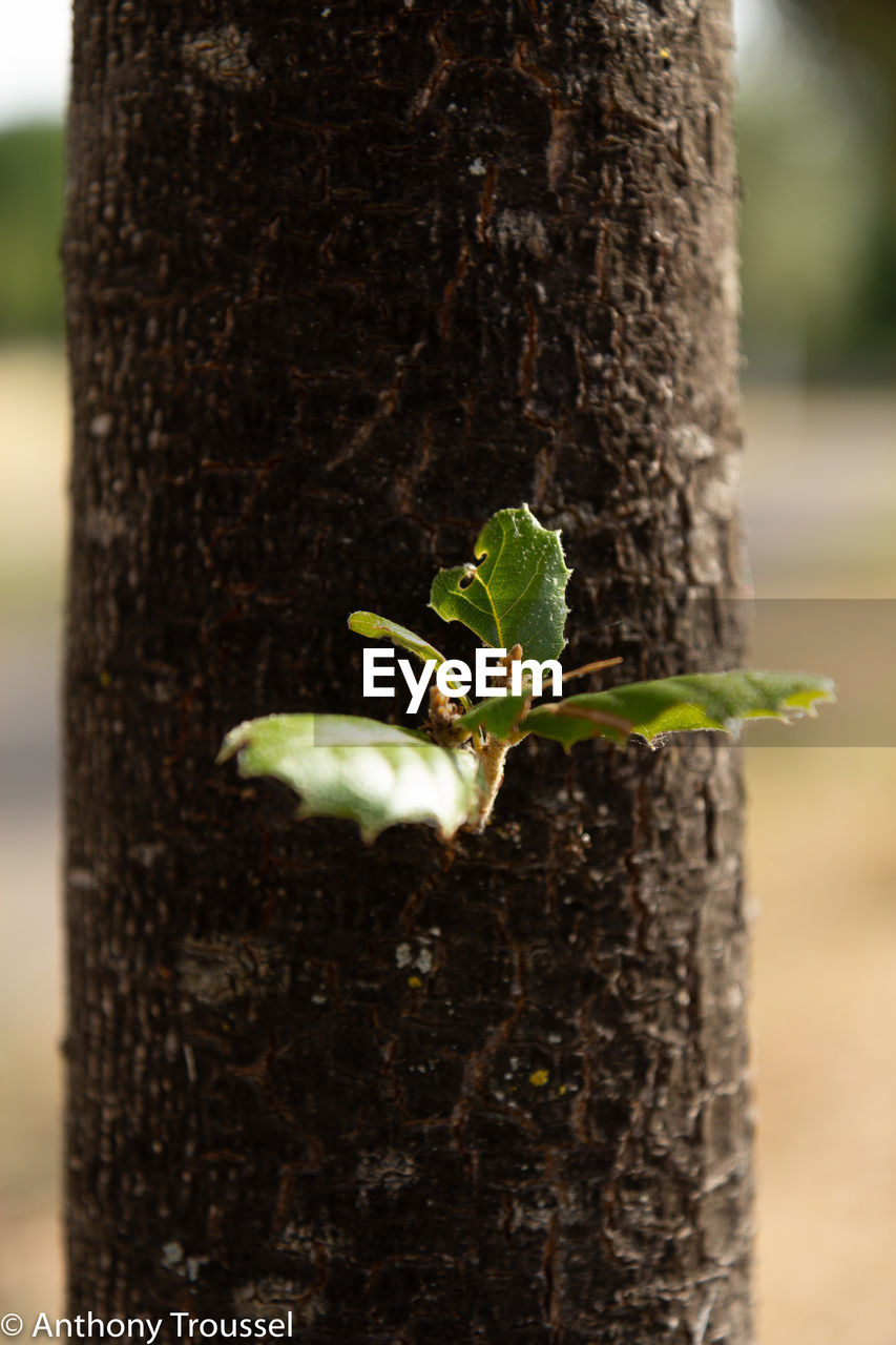 CLOSE-UP OF TREE TRUNK AGAINST BLURRED BACKGROUND