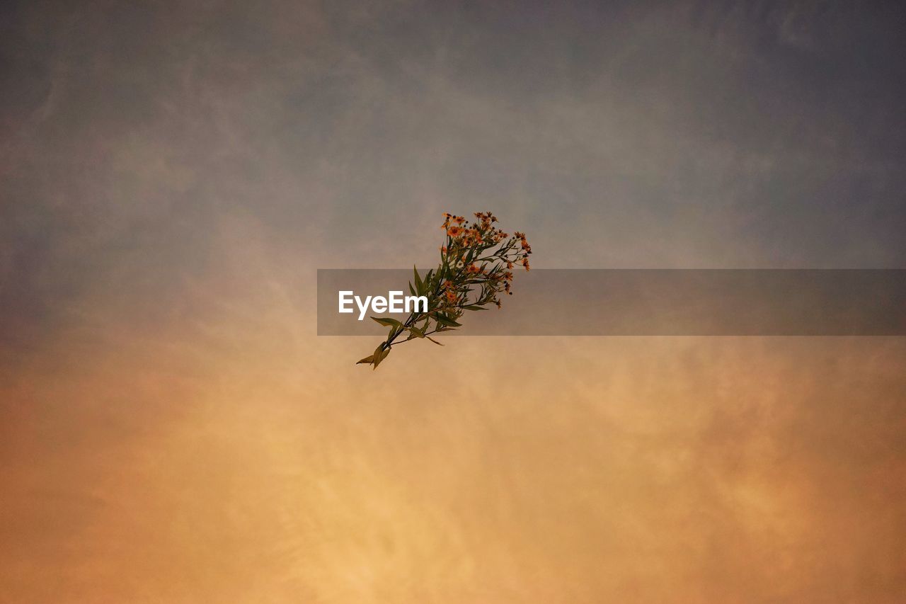 Low angle view of bouquet flying at sunset