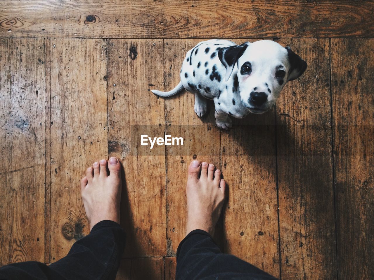 Low section of person with dog standing on floor