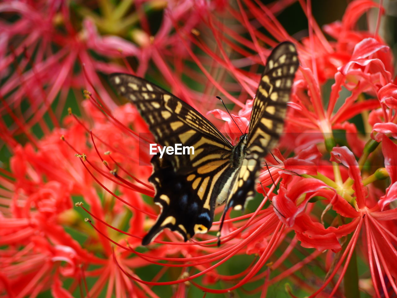 CLOSE-UP OF BUTTERFLY POLLINATING ON RED FLOWERS