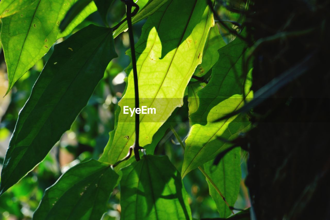 CLOSE-UP OF GREEN LEAVES